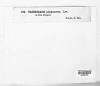 Trichobasis polygonorum image